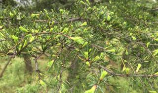 时人不识凌云木什么生肖