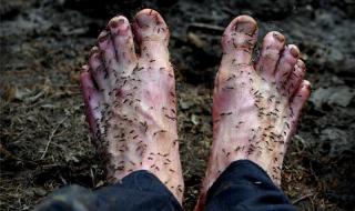 俄罗斯发现编号38的蚊子_