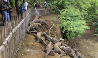 印度巨蜥事件视频完整版