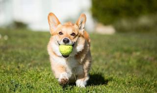 全世界最萌的小女孩