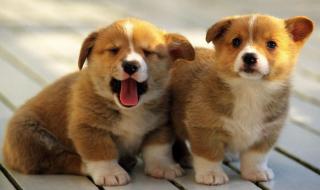 全世界最萌的小女孩