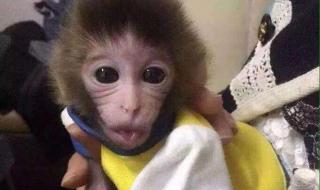 世界上最小的猴子