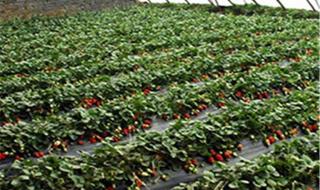 草莓什么时候种植最好 草莓什么时候种植最好