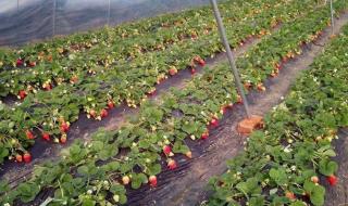 草莓什么时候种植最好 草莓什么时候种植最好