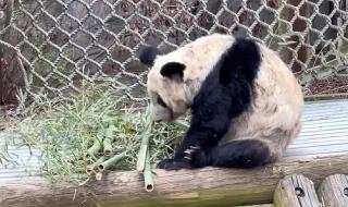 大熊猫丫丫回国时间线