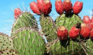 火龙果是仙人掌的果实 火龙果是仙人掌的果实