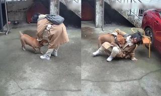 第一波回家过年的狗狗