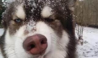 动物餐厅柴犬怎么解锁