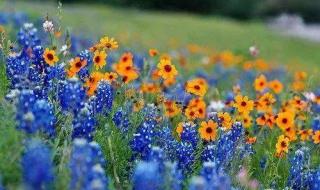 夫妻平淡而幸福的句子 夫妻平淡而幸福的句子